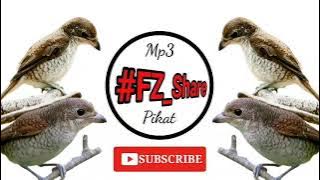 Mp3 Pikat Burung Pentet Macan | Si burung migrasi yang agresif