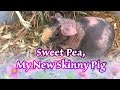 Introducing sweet pea my new skinny pig