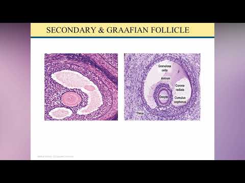 Histologi Sistem Reproduksi Wanita (video kedua dari 4 video)-Ovarium