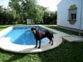 Labrador · Noa en la piscina