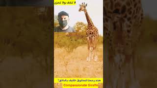 Merciful Giraffe Defending Her Cute Baby امومة الزرافة