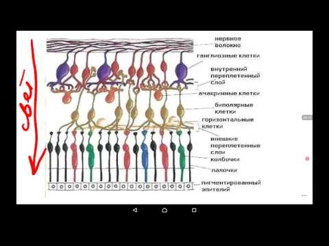 Частная физиология анализаторов