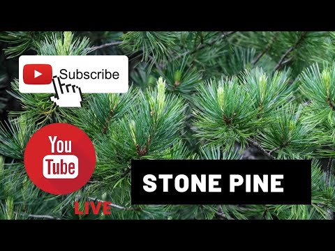 Stone pine demo Part I