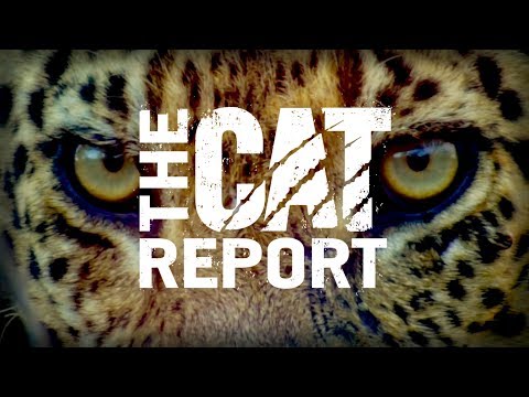 The Cat Report - The Cat Report