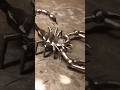 Handcrafted Steel Scorpion Build | Satisfying Metal Crafting Process #diy #handmade #skills