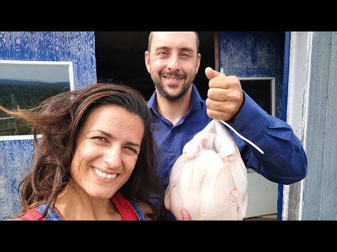 Vidéo: Peut-on congeler des goujons de poulet maison ?