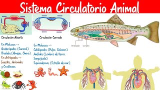 Animal Circulatory System - Biology - Week 7