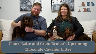 Choco Latte and Crem Brulee's Upcoming Chocolate Cavalier Litter by Adora Perfect Pups 188 views 2 months ago 5 minutes, 51 seconds