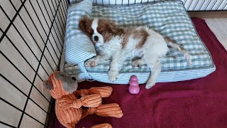 Vanilla, the Cavalier King Charles puppy, is all tuckered out after playing with her Kong toy