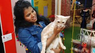 I visited a cat cafe in Bangalore/ Purrrrfect Day