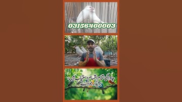 Fawn Sparrow Breeding tips , Java Sparrow , Java Finch , White Java , Silver Java