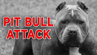 The Most Dangerous Pitbull attacks moment