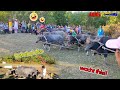 AMAZING CARABAO RACE IN PHILIPPINES | AdiksVenture