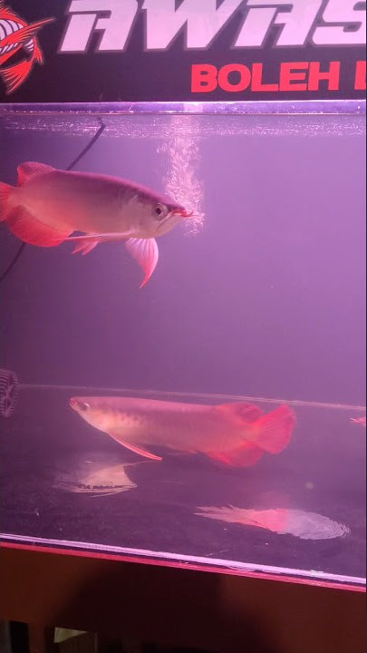 Diketahui Bahwa Ikan Arwana Melawan Arus Buatan untuk Berolahraga.