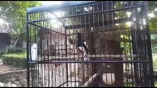 Kacer Langka Isian Ayam Jago kukuruyuk wow !!!