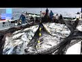 Amazing Giant Longline Bluefin Tuna Fishing in the Japan Sea || Catching Super Giant Ocean Tuna