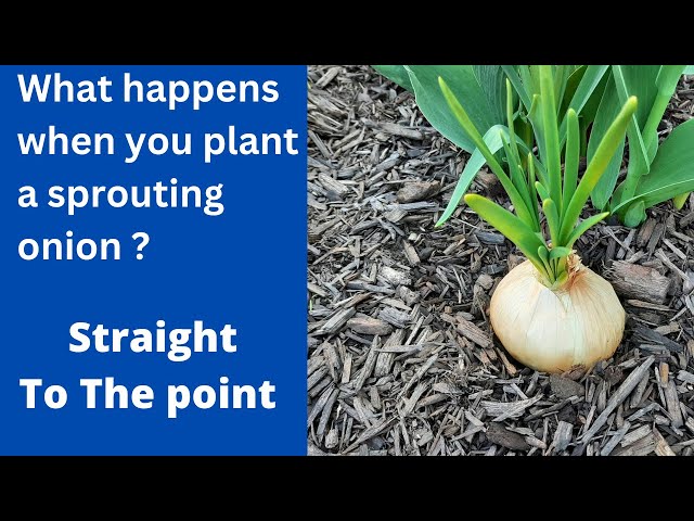 What Happens When You Plant Onion  