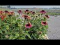 Echinacea Sweet Sandia (Coneflower) // A Highly Unusual, Hardy, Compact &amp; Long Flowering Perennial