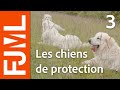 Les chiens de protection des troupeaux : qui sont-ils ?