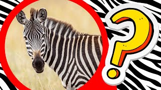 Preguntas de CEBRAS ⚠️ 😱 NIVEL DIFÍCIL!! | TEST de zoología | Quiz animal by  Monichita 685 views 2 months ago 2 minutes, 38 seconds