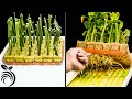 Esquejes de Cítricos para Cultivar Cítricos — Cómo Enraizar Portainjertos de Cítricos