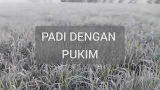 Perbedaan PADI PUKIM dan PADI PUPUK PATEN | Pak Bima | Jember