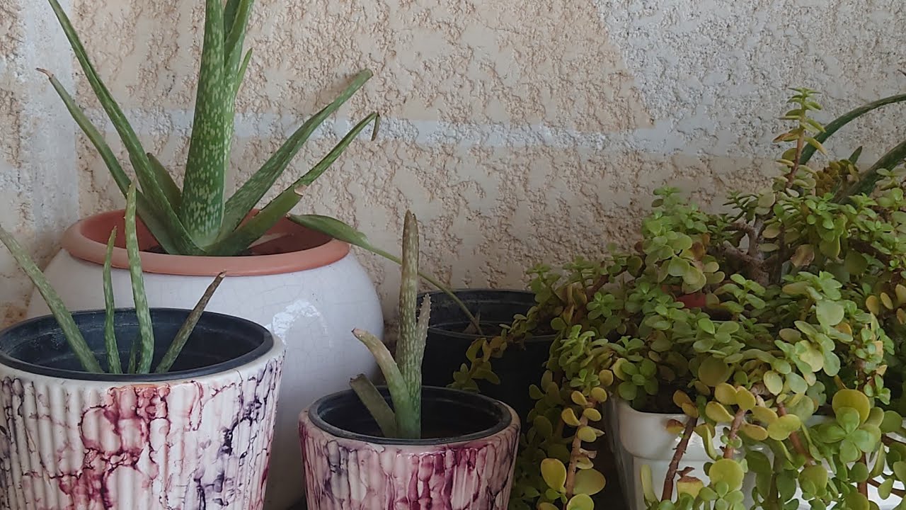 سمدت زرعاتي بسماد سحري ونتيجة فورية |ڤديو تحفيزي ونشاط من الفجر