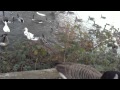 Hungry,autumn, English geese.   Голодные,осенние,АнглиЙские гуси.