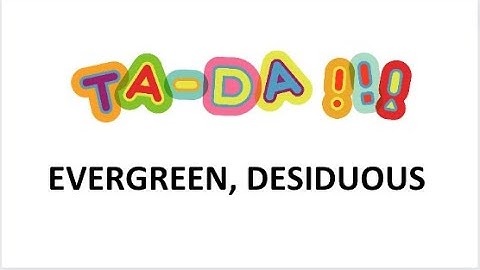 Evergreen, Desiduous by Ta -Da!!! Lyric Video