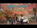 自然農新米　脱穀　籾摺り　紅葉　なめこ狩り　養鶏　山暮らし　田舎暮らし　selfsufficient lifestyle homestead　forest life