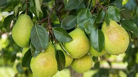 How to Grow Pear trees - Complete Growing Guide