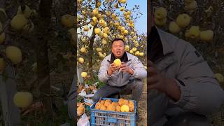 Landscape of apple orchard and harvest fruit agriculture