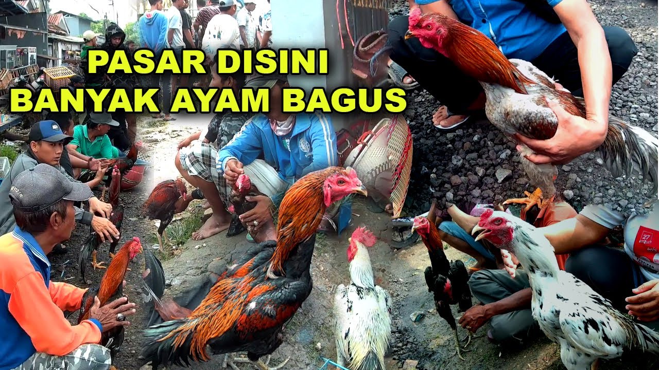 Сегодняшняя особенная поездка: множество отличных кур на традиционном курином рынке.