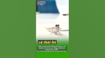 Loài cá bí ẩn có thể đi trên cạn khiến ai cũng ngỡ ngàng 🐟