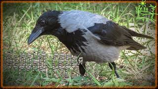 Голоса птиц Как поёт Ворона серая (Corvus cornix)