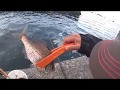 延べ竿胴付き3本針でウミタナゴ釣り の動画、YouTube動画。