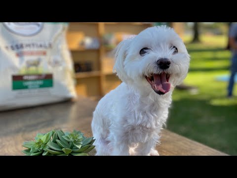 treasure-truck-dog-day-event-by-amazon-and-nutro-dog-food-in-costa-mesa!