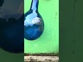 ASMR ULFA-FAMILY DARK BLUE BALLOON BURNS 🎈💥#shortsviral
