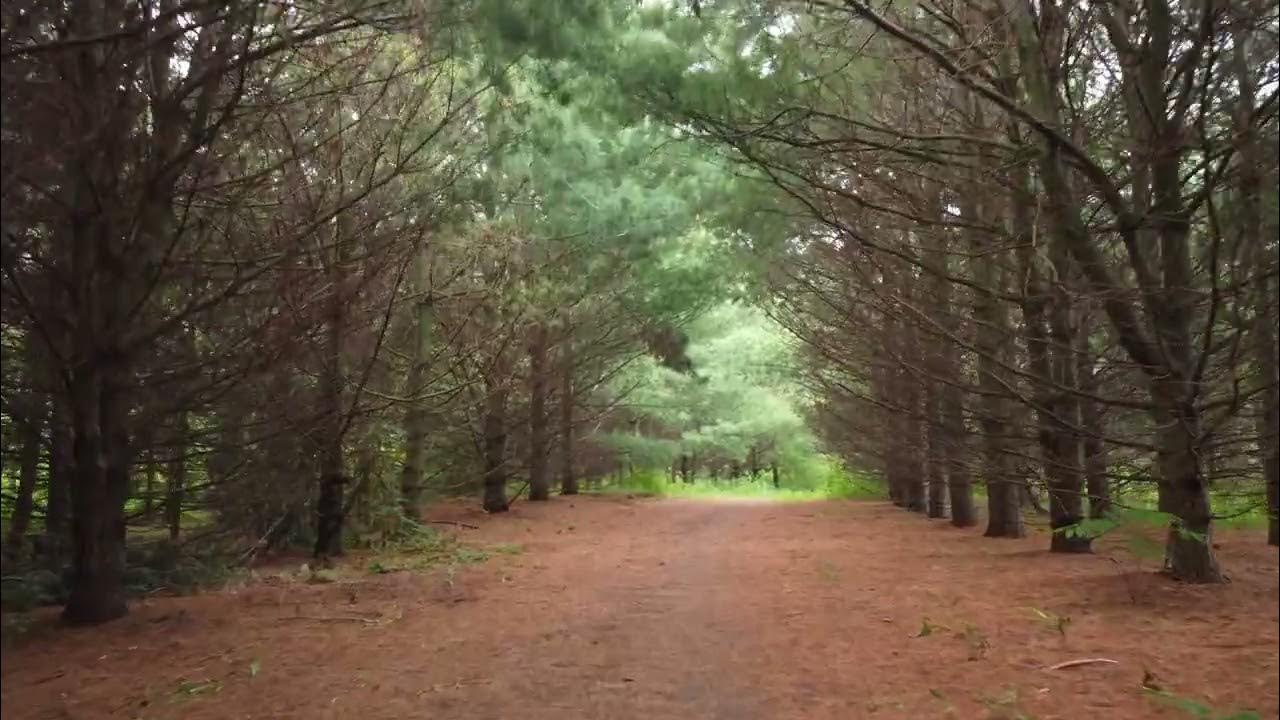 Glen Major Forest Uxbridge YouTube