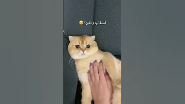 أحط ايدي فين ترند تيك توك اكسبلور 