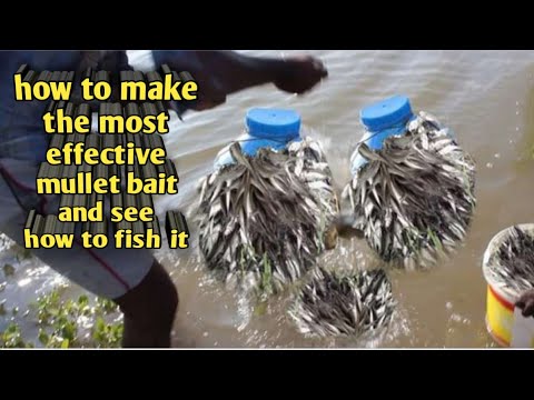 Video: Cara Menangkap Ikan Mas Krian