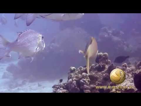 Красное море. Египет. Сафага. Дайвинг центр Русафага. Март 2015.