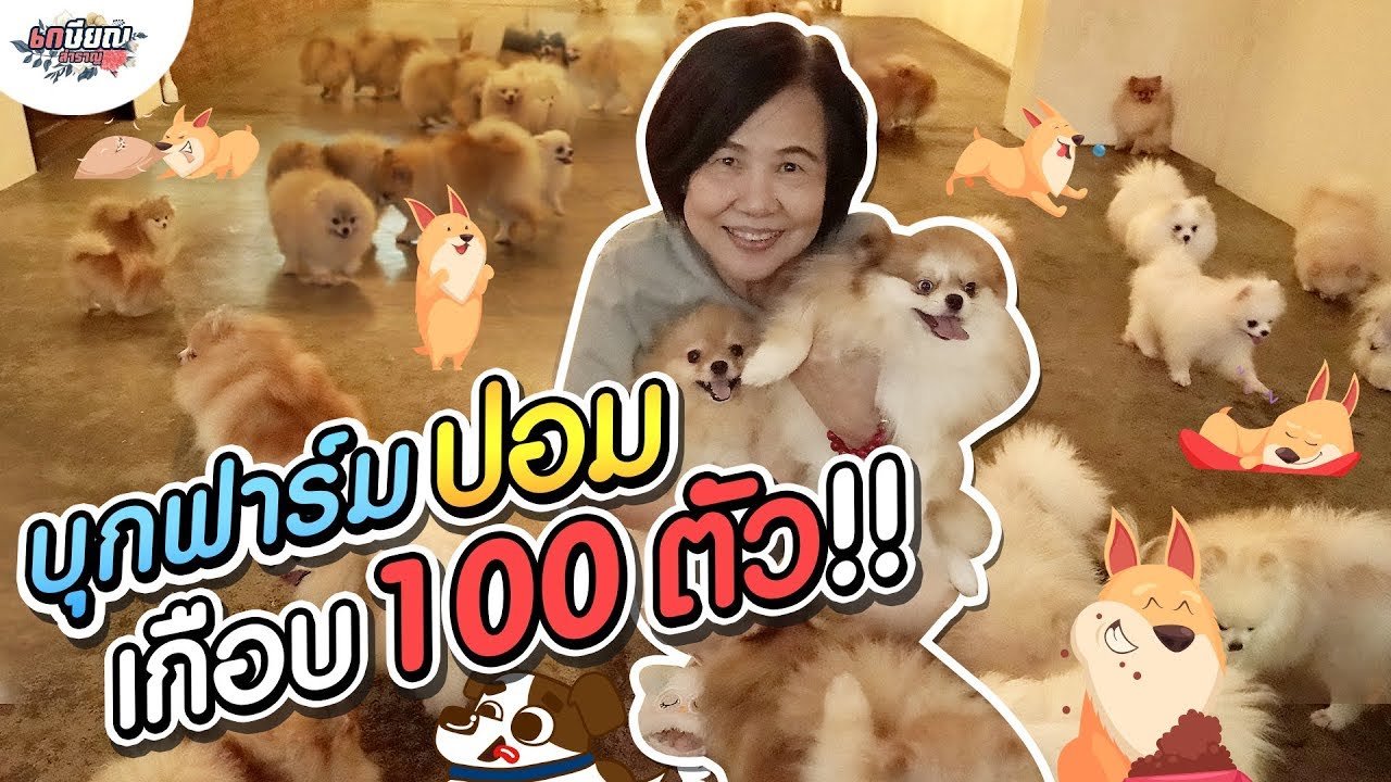 พันธุ์ สุนัข เล็ก  2022 New  หม่าม้าบุกฟาร์มปอม เล่นกับสุนัขเกือบ 100 ตัว!! #เกษียณสำราญ