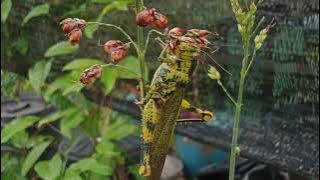 patutlaaa botok... kijoan dia RUPANYAA 😇