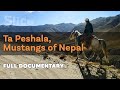 Ta Peshala, Mustangs of Nepal | SLICE | Full documentary