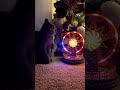 🌟 “Holiday magic in cat form.”