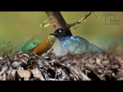 interesting-facts-about-superb-starling-by-weird-square