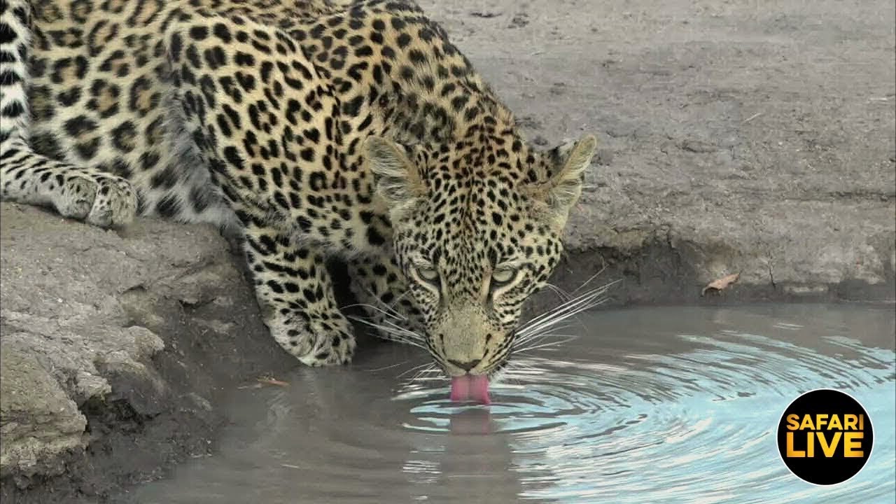 leopard print safariLIVE - Sunset Safari - March 10, 2019