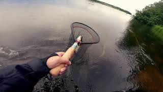 Рыбалка на красивой реке, жерех атакует!