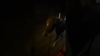 Chodzonko ze Skarletka💓🫶🏼za 30 min jazda z @Khtlenusia 💞 #dc #automobile